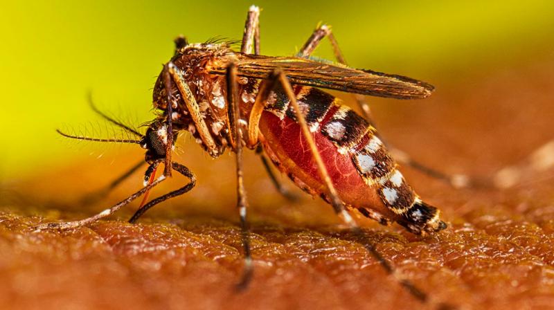 This year, 75 percent more people are affected by dengue, the center warned! This year, 75 percent more people are affected by dengue, the center warned!