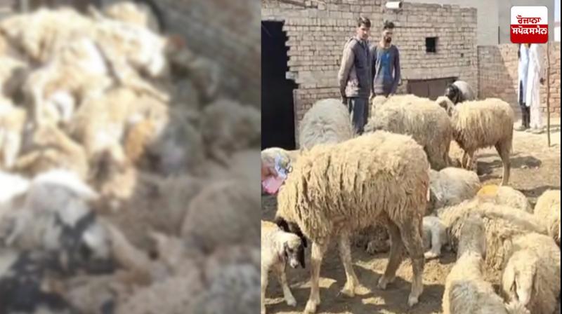 Wild animal attack in sheep fold Abohar News in punjabi 
