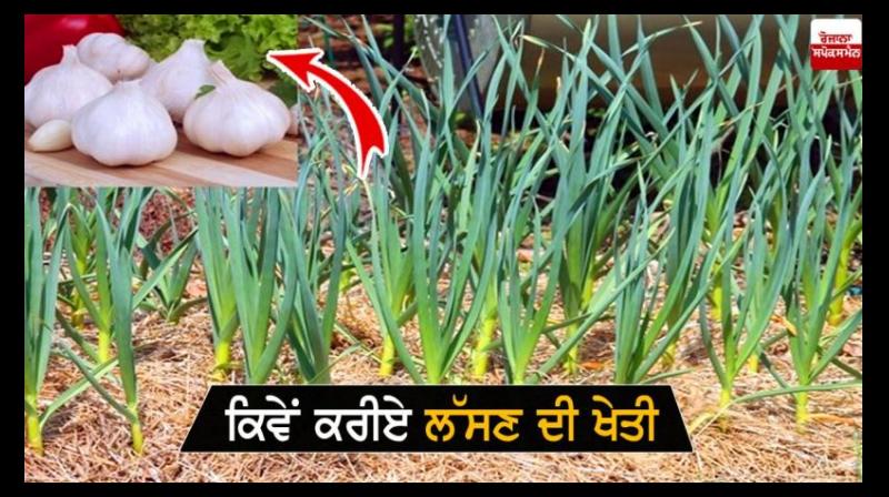 Garlic Farming Garlic Farming