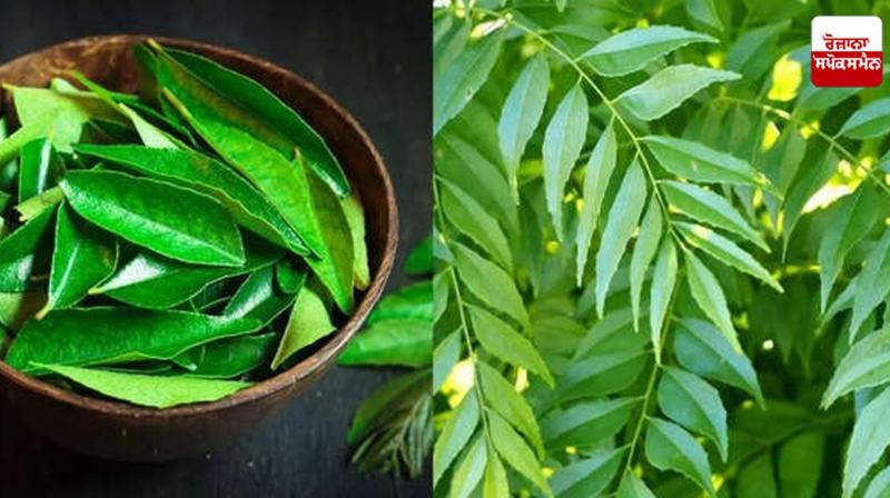 Curry leaf water is beneficial for Health News Curry leaf water is beneficial for Health News