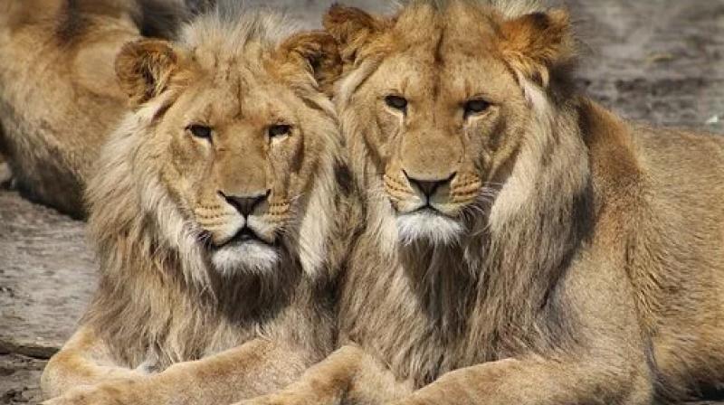 Behavior of animals in the delhi zoo has changed due to lockdown Behavior of animals in the delhi zoo has changed due to lockdown