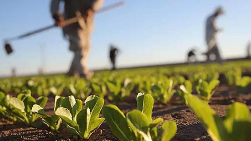 Agriculture Agriculture