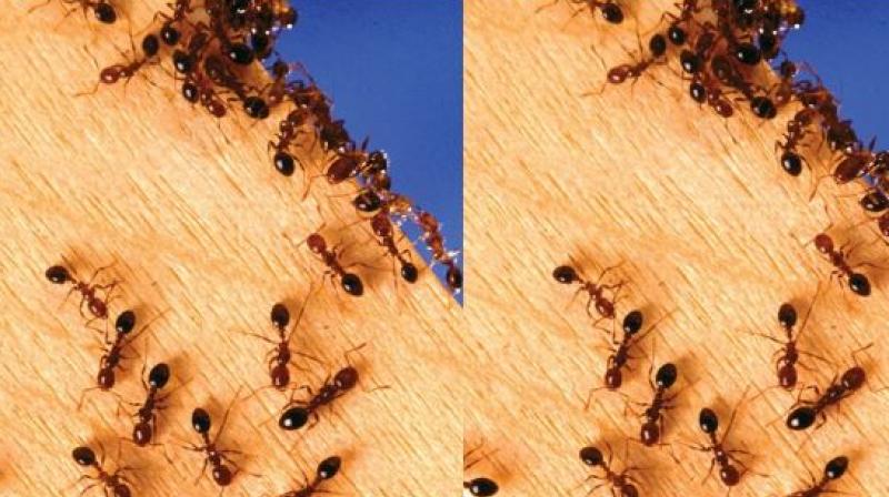 Get rid of ants with turmeric and baking soda Get rid of ants with turmeric and baking soda