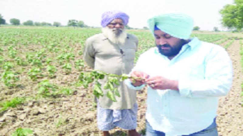Farmer Giving Information About Cotton Farmer Giving Information About Cotton