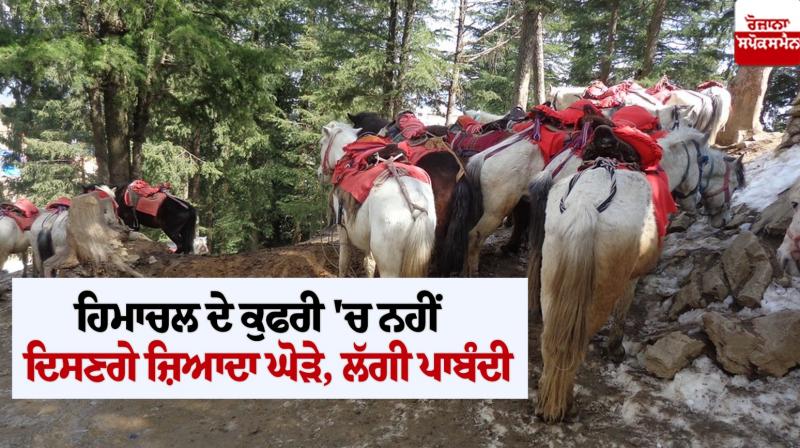 Himachal  Horse News: 