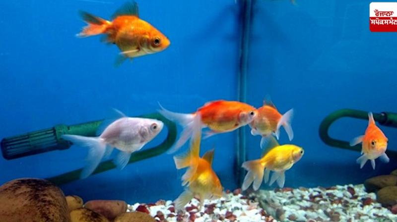 Some tips for successful production of ornamental fish Some tips for successful production of ornamental fish