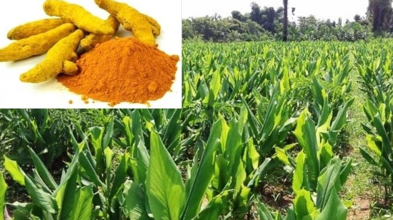 Cultivation of turmeric Cultivation of turmeric