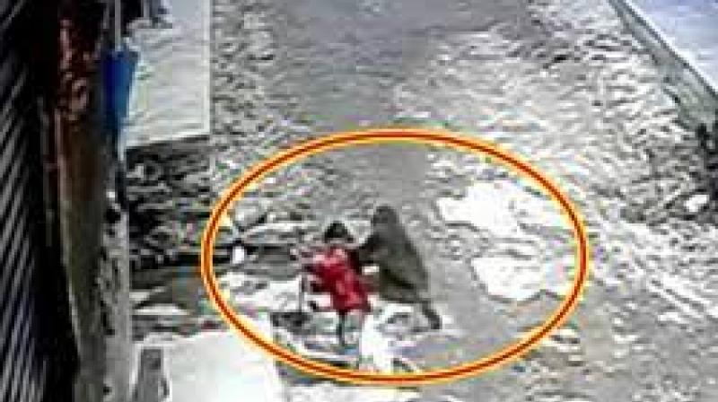 Wild monkey attacks and nearly kidnaps 3-year-old girl in Chongqing