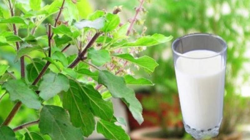 Tulsi Milk Tulsi Milk