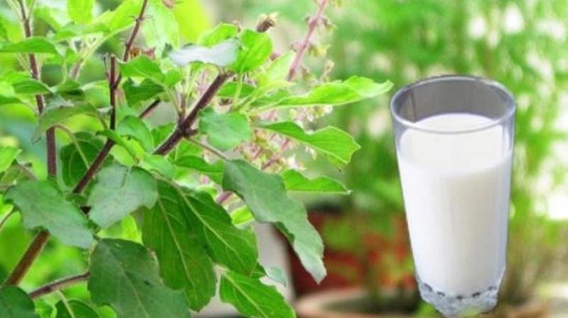 Tulsi Milk 