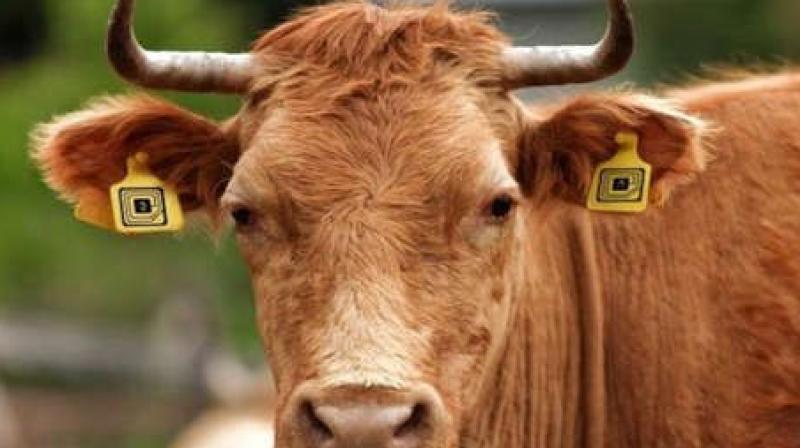 Raipur cattle roaming on the road will get id number Raipur cattle roaming on the road will get id number