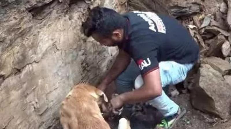 Mother dog helps rescue team for searching her puppies watch viral video