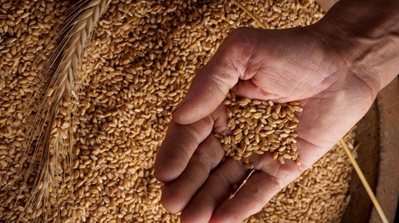 Wheat procurement Wheat procurement