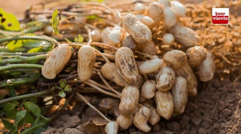 A good profit can be earned by successfully cultivating groundnut A good profit can be earned by successfully cultivating groundnut
