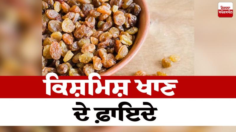 Benefits of eating raisins Health News in punjabi Benefits of eating raisins Health News in punjabi