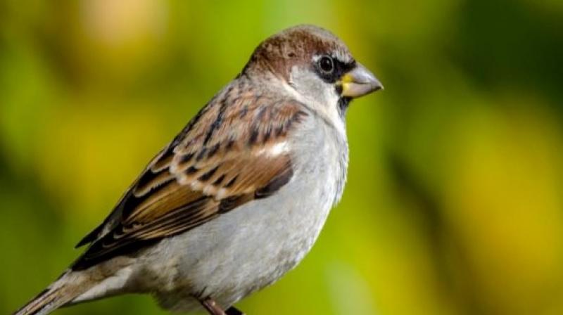 Avian malaria may explain decline of londons house sparrow Avian malaria may explain decline of londons house sparrow
