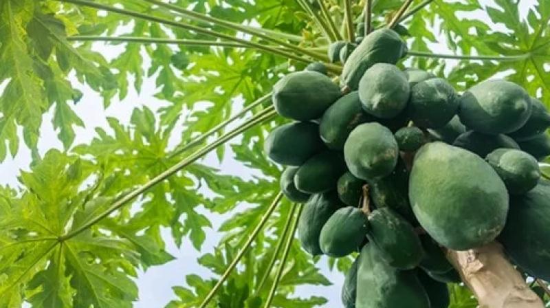 papaya papaya