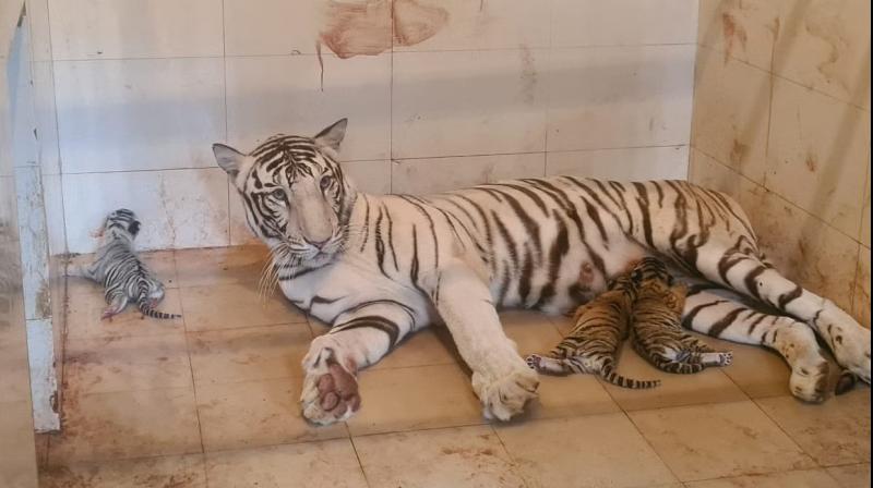 Tigress Gives Birth To 3 Cubs In Madhya Pradesh's Gwalior Zoo Tigress Gives Birth To 3 Cubs In Madhya Pradesh's Gwalior Zoo