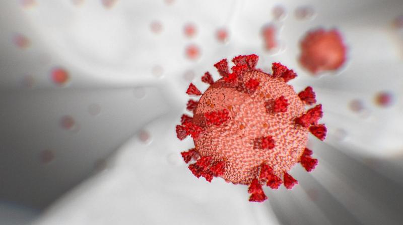 Corona Virus Corona Virus