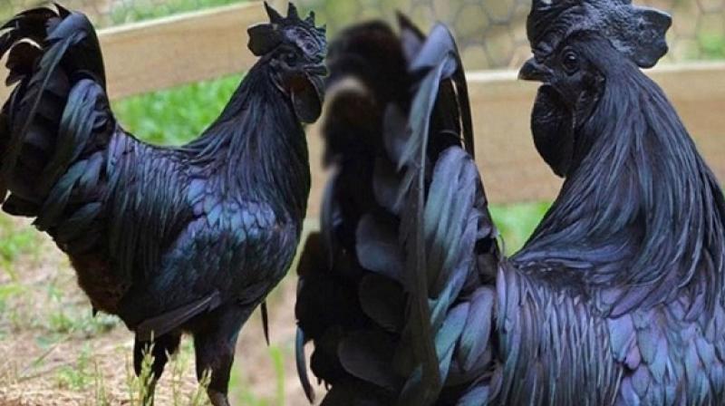 Huge demand of 'Karkanath' Chicken in Corona Period Huge demand of 'Karkanath' Chicken in Corona Period