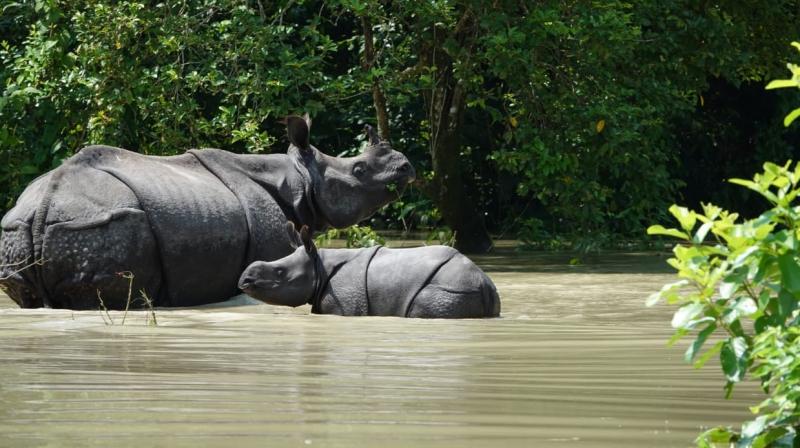 Floods kill 108 animals in Assam Floods kill 108 animals in Assam
