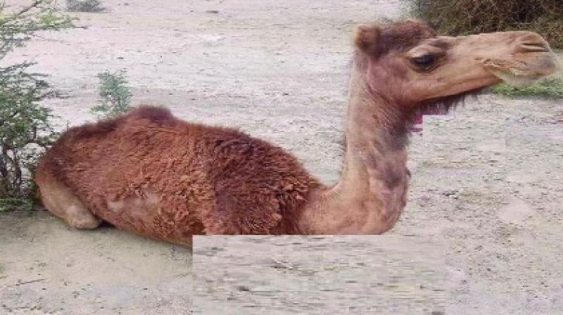 Forefeet chopped, 4-year-old camel baby axed to death by men in Rajasthan's Churu district Forefeet chopped, 4-year-old camel baby axed to death by men in Rajasthan's Churu district