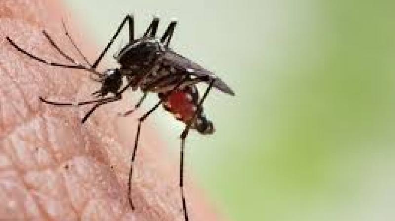  Coronavirus cannot be spread by mosquito bites: study