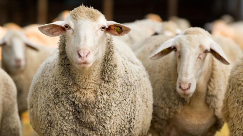 Learn more about sheep rearing and its types Learn more about sheep rearing and its types