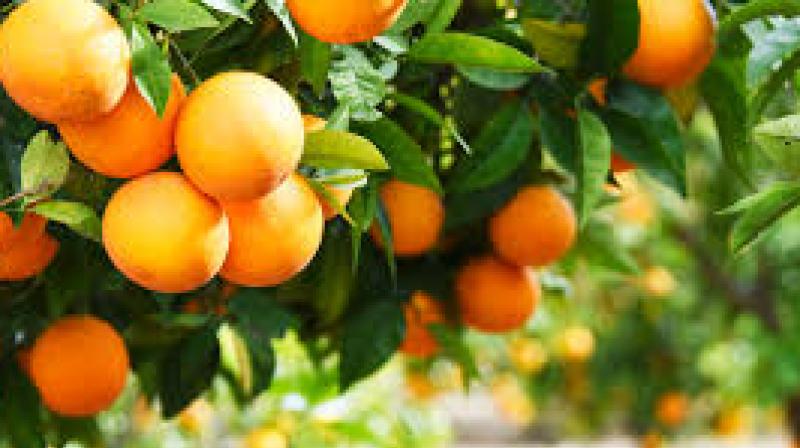 Kinnu Farming Kinnu Farming