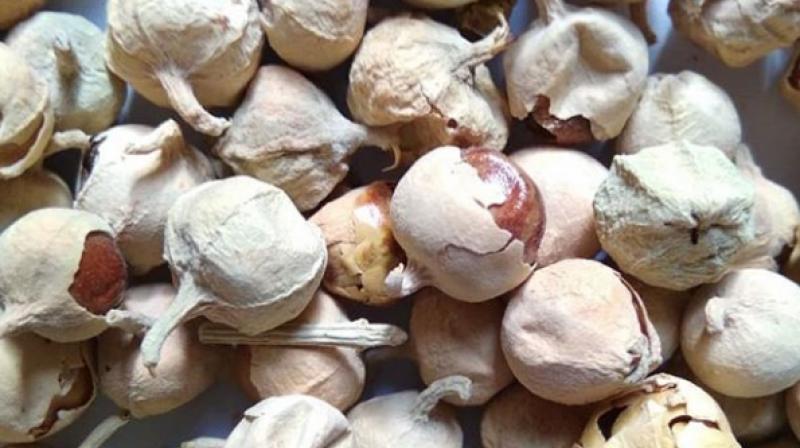 Cheese Flowers for diabetes what is it and how to use it to manage blood sugar levels Cheese Flowers for diabetes what is it and how to use it to manage blood sugar levels