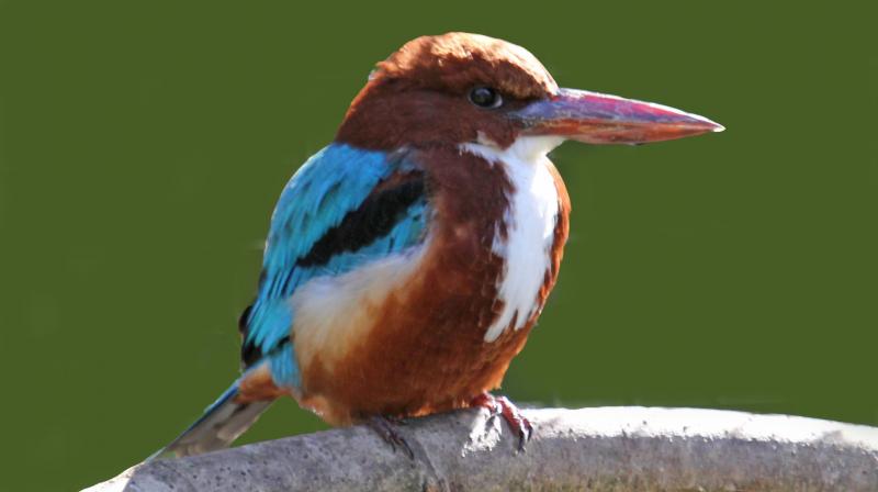 6 wetland of punjab got title of international wetland 6 wetland of punjab got title of international wetland