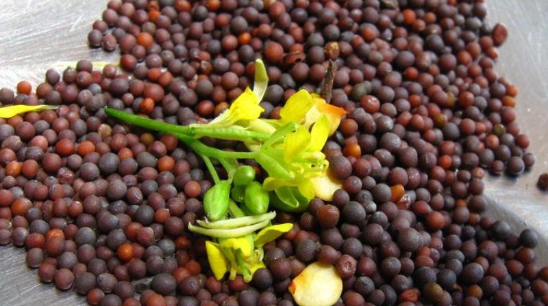 Mustard rate reached Rs 9200 per quintal breaking all records Mustard rate reached Rs 9200 per quintal breaking all records