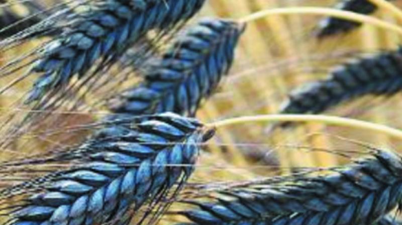 Black Wheat Black Wheat
