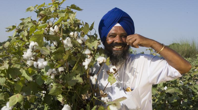 Bathinda punjab cotton yield
