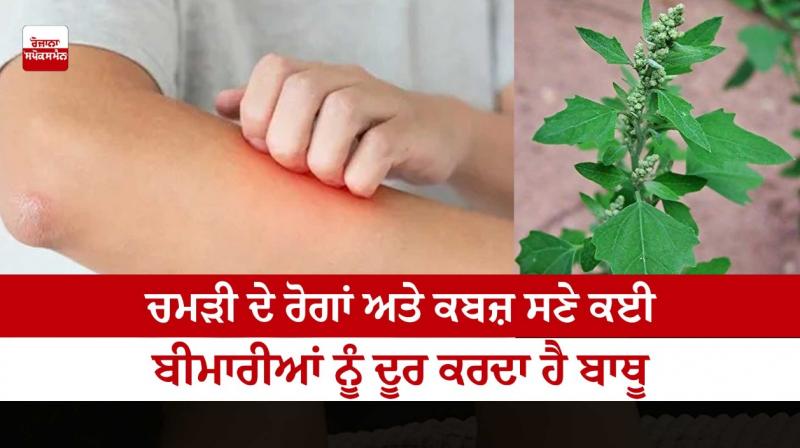 Bathu cures many diseases including skin diseases and constipation Bathu cures many diseases including skin diseases and constipation