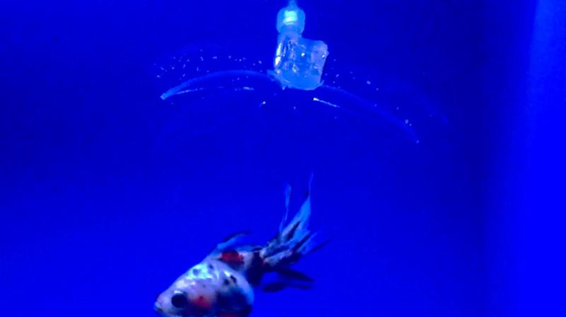 Special robot for exploring marine life Special robot for exploring marine life