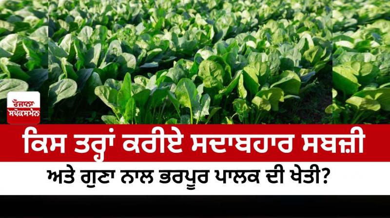 How to grow spinach, an evergreen vegetable and rich in quality? How to grow spinach, an evergreen vegetable and rich in quality?