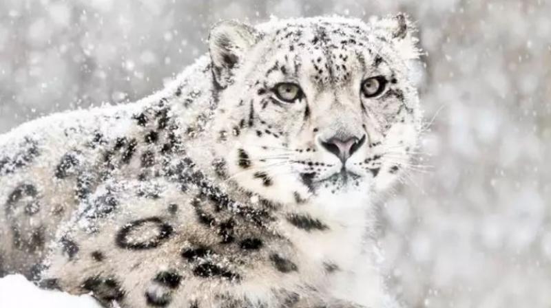Four rare snow leopards spotted in nanda devi biosphere reserve in uttarakhand Four rare snow leopards spotted in nanda devi biosphere reserve in uttarakhand
