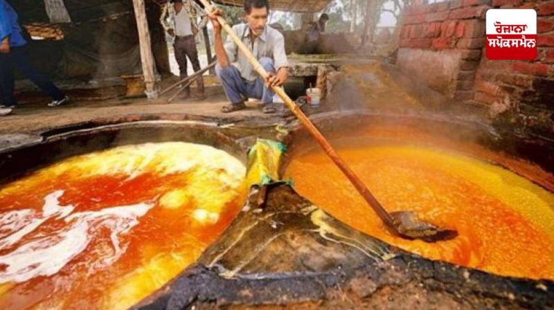 Farmers can earn more by adopting the jaggery business Farmers can earn more by adopting the jaggery business