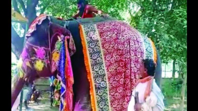 Ramdev falls from elephant while doing yoga Ramdev falls from elephant while doing yoga