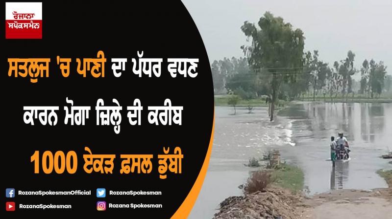 Due to rising water level in the Sutlej, about 1000 acres crops damage in the Moga Due to rising water level in the Sutlej, about 1000 acres crops damage in the Moga