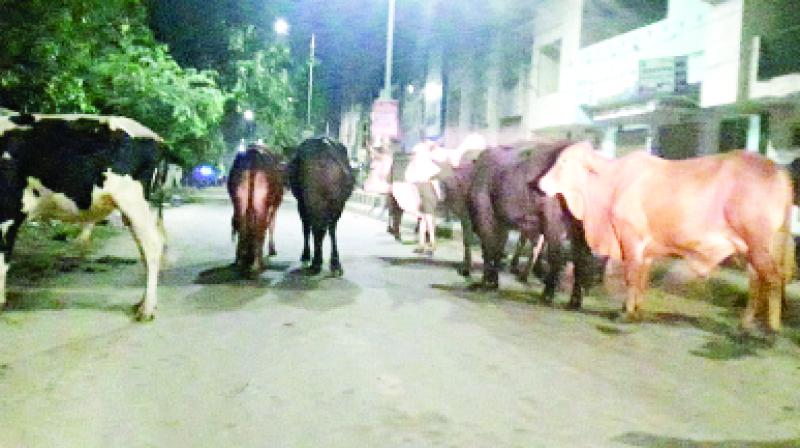 Stray Cattle Stray Cattle