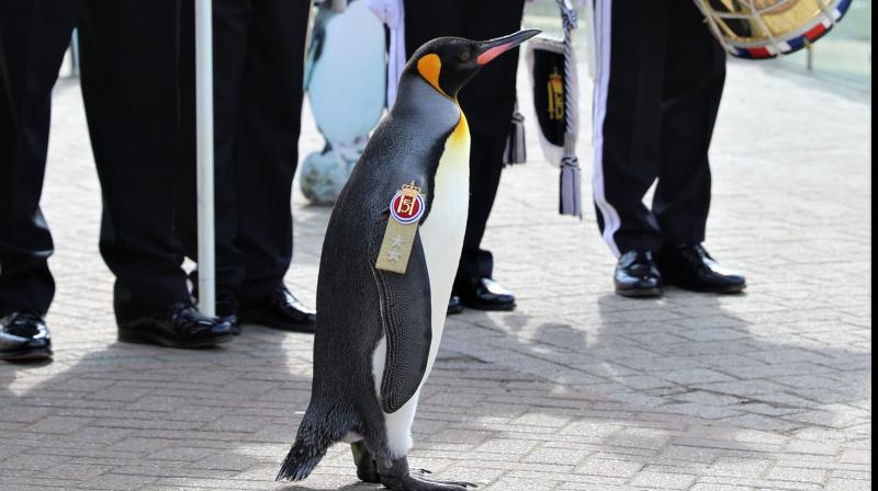 World’s Highest Ranking Penguin: Meet The Major General Of Norway Army