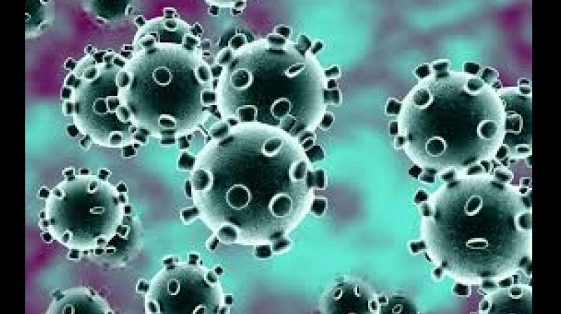 corona virus corona virus