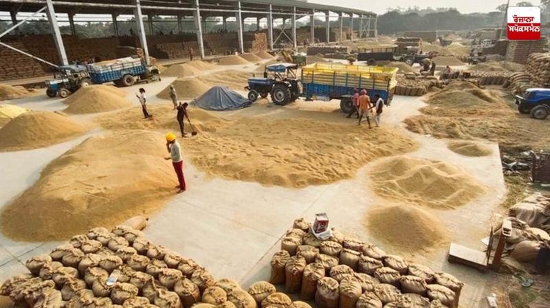Punjab likely to miss procurement target due to reduced paddy yield Punjab likely to miss procurement target due to reduced paddy yield