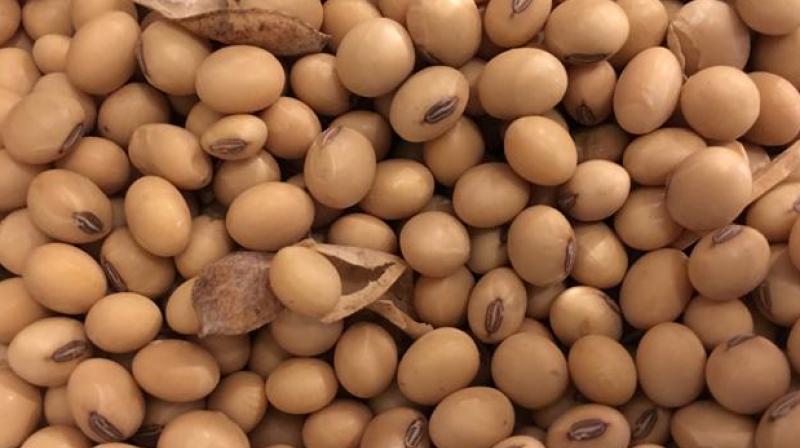 Thinner people use soybeans to gain weight