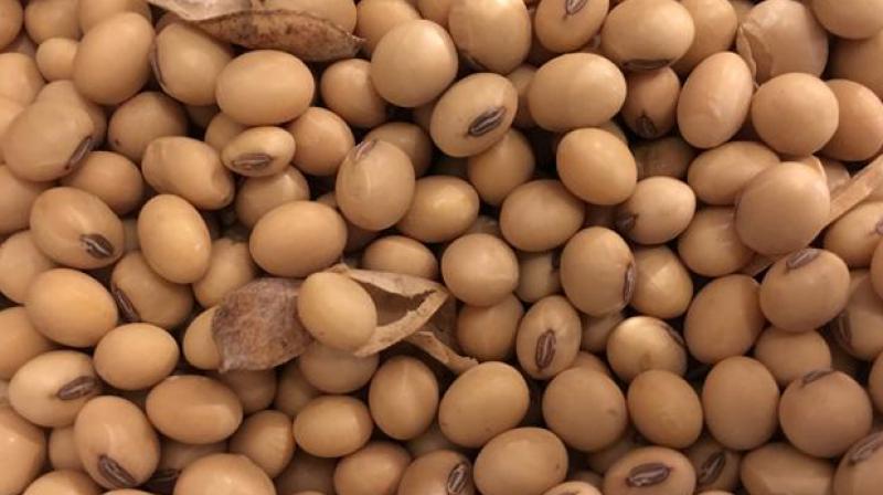 Thinner people use soybeans to gain weight Thinner people use soybeans to gain weight