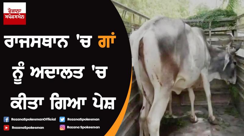 Cow brought to Rajasthan court in ownership case Cow brought to Rajasthan court in ownership case