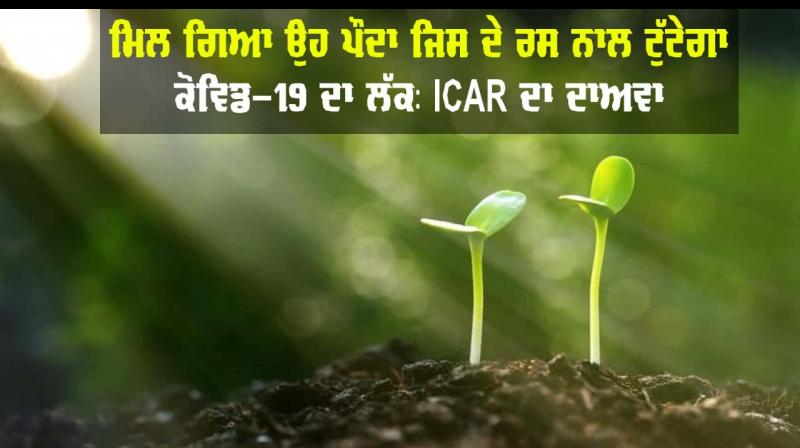 Coronavirus herbal treatment icar extract for covid19 patients Coronavirus herbal treatment icar extract for covid19 patients