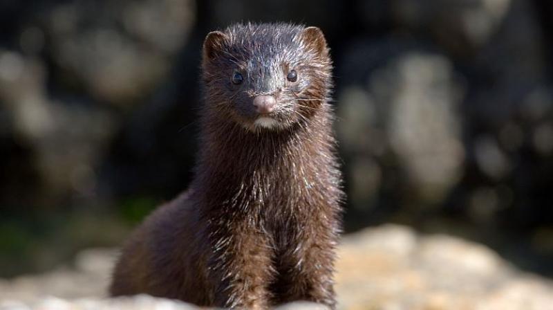 Mink dutch mink farmers corona virus risk Mink dutch mink farmers corona virus risk